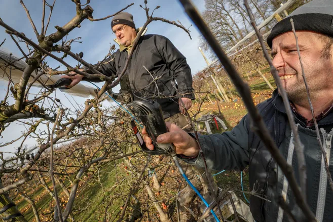 Taille au verger du chateau de Comartin 