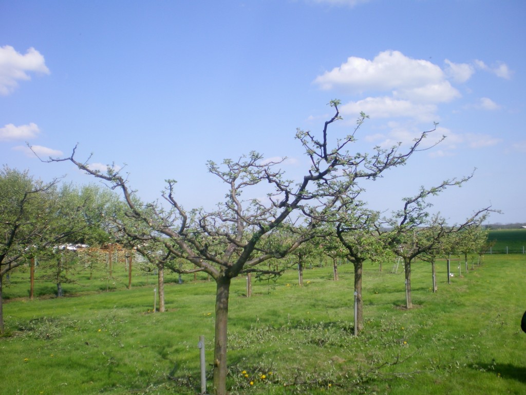 Premiers bourgeons dans notre plantation à Mazille
