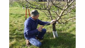 Soins spéciaux sur les arbres du verger sauvage